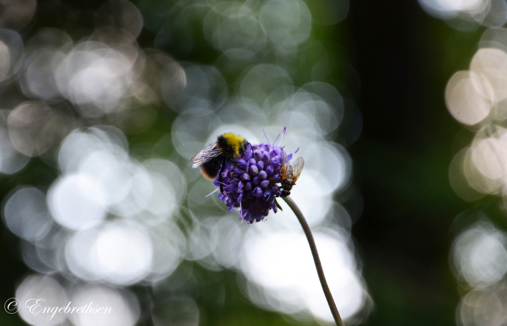 Anna Engebrethsen photo nature