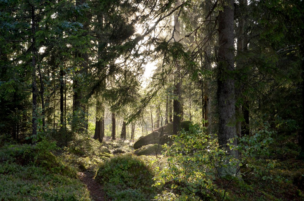 Efter regn kommer sol Anna Engebrethsen foto