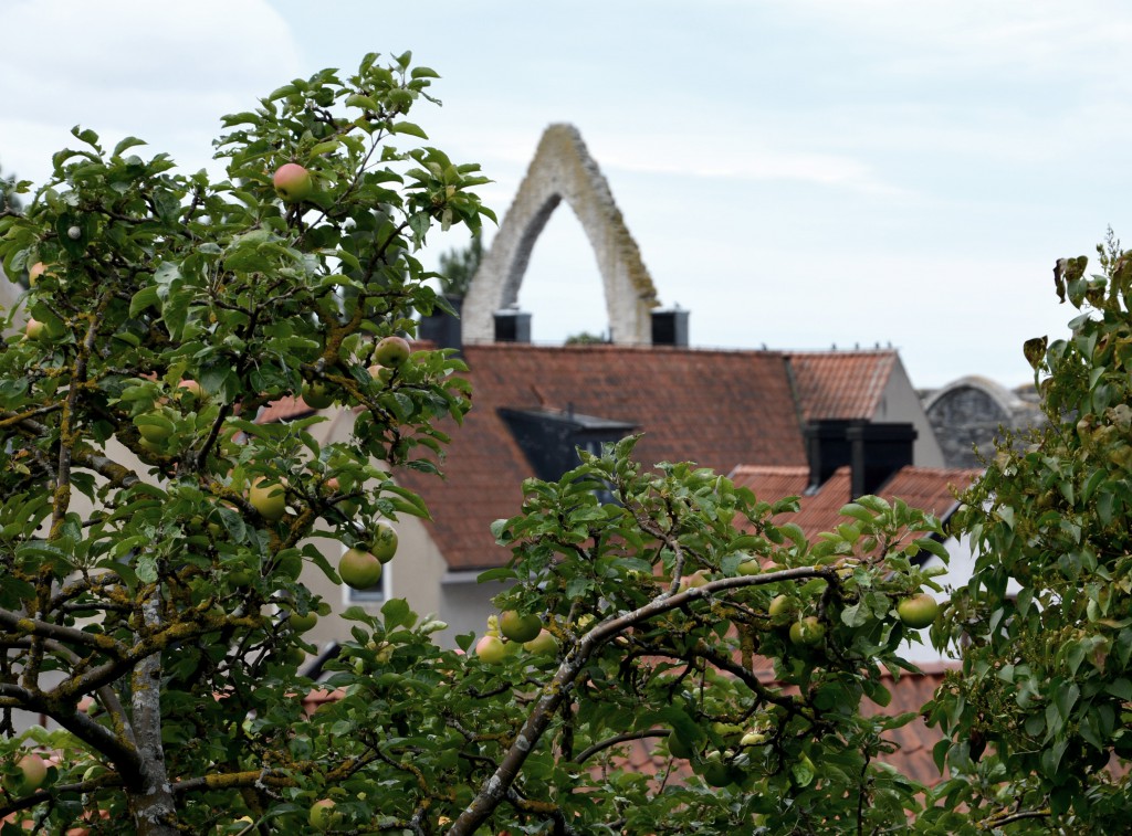 Visby Anna Engebrethsen äppelträd