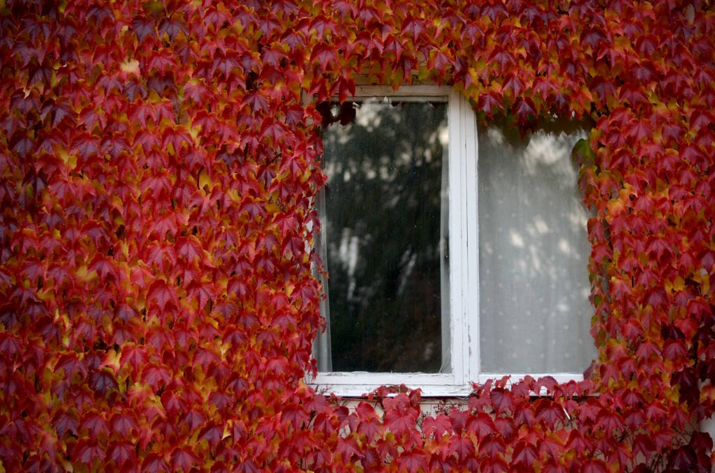 The greatest autumn ever Anna Engebrethsen photo