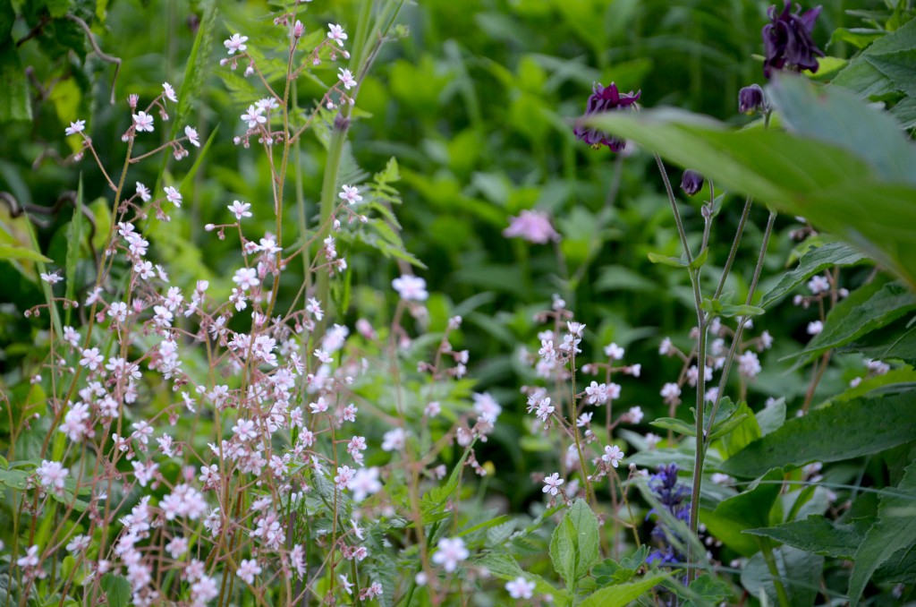 9 juni blomster