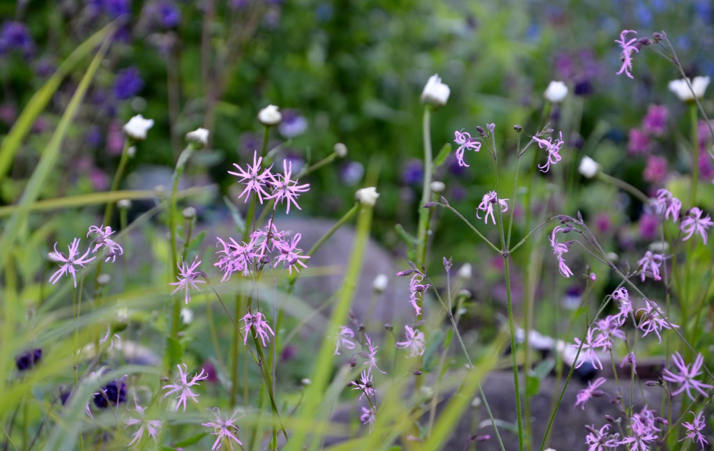 9 juni rosa