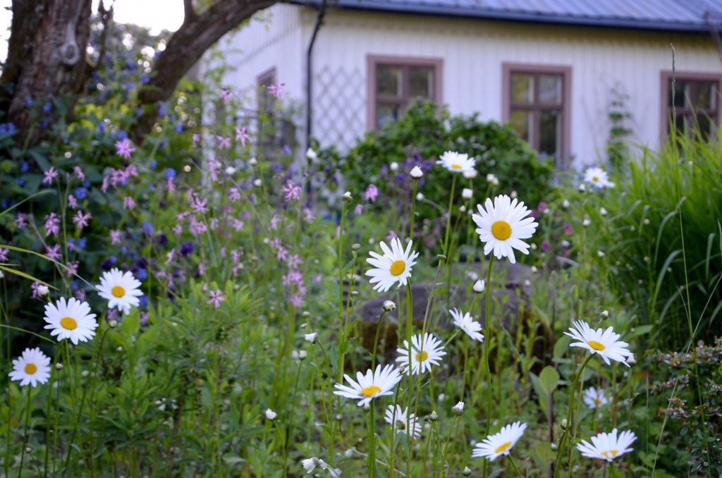 9 juni trädgården I